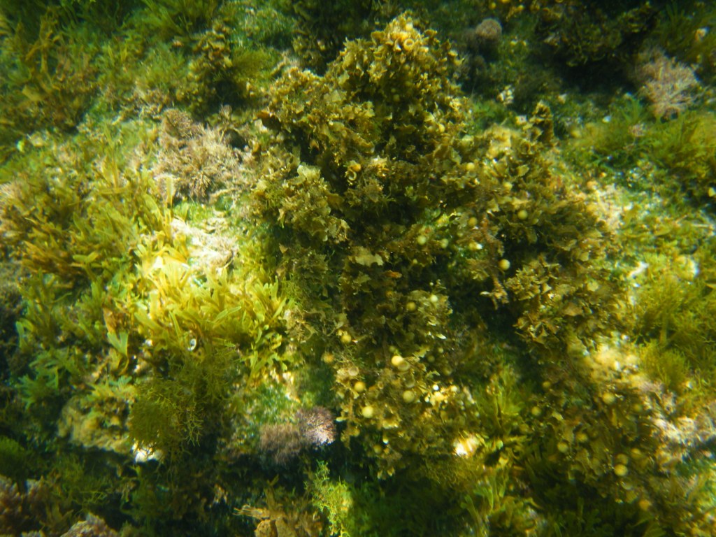 Sargassum sp.